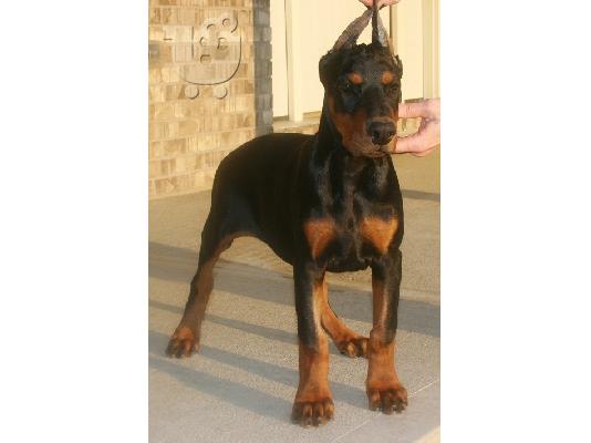 PoulaTo: Doberman